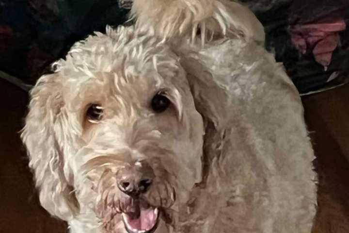 Driver, 28, Seriously Injures Golden Doodle, Leaves Crash Scene In Brewster, SPCA Says