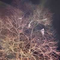 <p>The food truck debris in the top of a tree in Chambersburg following an explosion. </p>