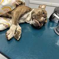 Pregnant Dog, 6 Puppies Left To Die In East Hartford Parking Lot: Police