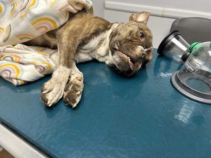 Animal control officers are asking for the public's help to find who left this French bulldog mix to die in an East Hartford parking lot along with her six unborn puppies.&nbsp;