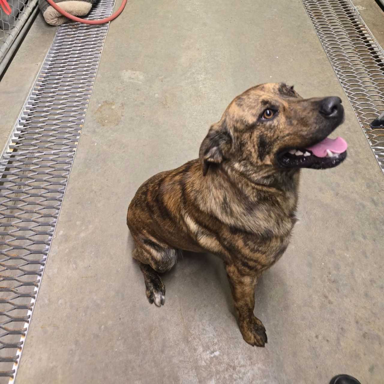 This 3 to 5-year-old pit bull mix was found tied to a tree in Brainerd Park in Enfield. 