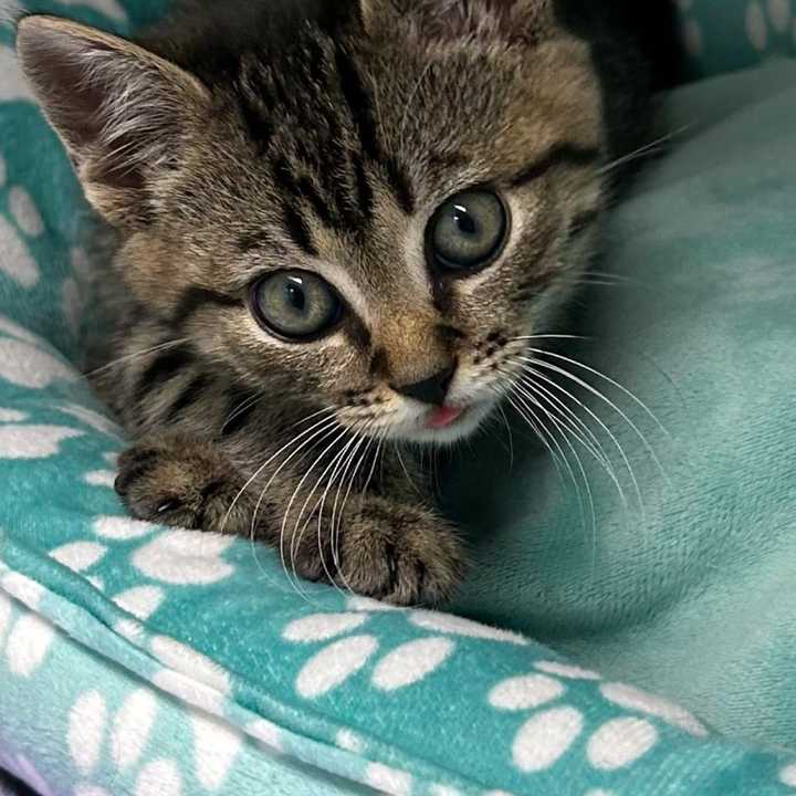 Pickle the kitten