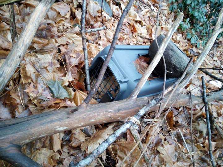 A tabby cat was left to die trapped in a crate at Rockwell Park in Bristol on Dec. 28.