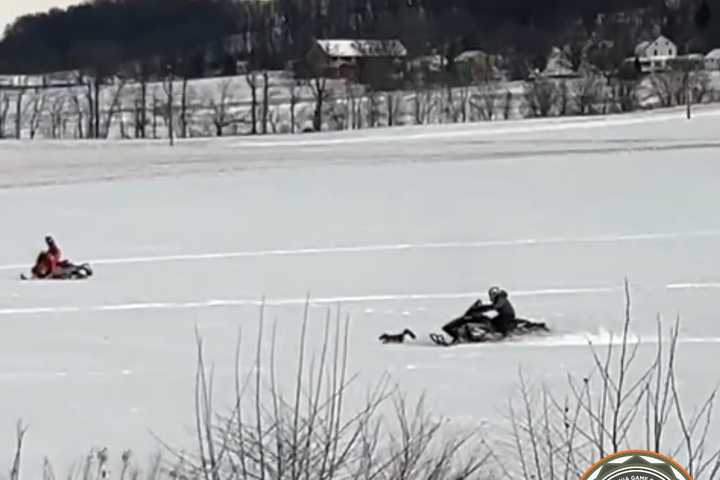 Snowmobilers Harass, Repeatedly Run Over Red Fox In Lebanon County: PA Game Commission (VIDEO)