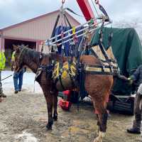 Cherished Horse Euthanized After Fall On Ice In Dutchess: 'Will Be Remembered' (UPDATE)