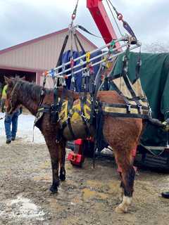 Cherished Horse Euthanized After Fall On Ice In Hudson Valley: 'Will Be Remembered' (UPDATE)