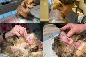 Dog Found With Abscesses, Infected Ears: Owner From Putnam Charged, Officials Say