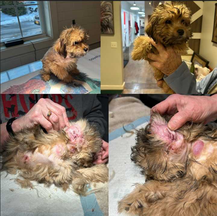 Max, a Havanese mix breed male puppy, was found to be suffering from abscesses all over his body and infected ears, SPCA officials said. 