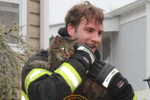 Firefighters Rescue Five Cats From New Jersey Mobile Home Fire