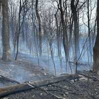 Wind-Driven Wildfire Scorches 20 Acres In Hagerstown Before Being Contained