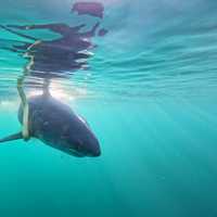 11-Foot Shark Pings Off Jersey Shore, Long Island