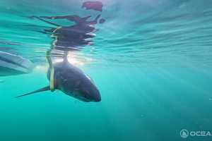11-Foot Shark Pings Off Jersey Shore, Long Island