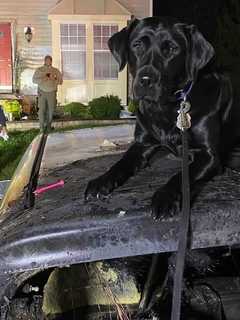 K9 Sniffs Out Arsonist Who Fled Anne Arundel County After Fires, Officials Say