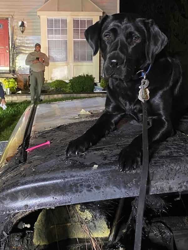 K9 Sniffs Out Arsonist Who Fled Glen Burnie After Fires, Officials Say