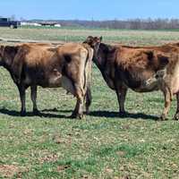 Butcher-Bound Cows Escape Farm, Euthanized After Charging Child In Maryland: Police