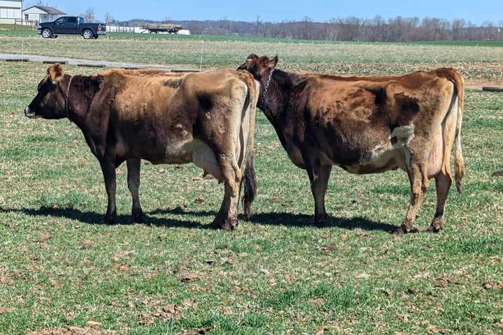 Butcher-Bound Cows Escape Farm, Euthanized After Charging Child In Maryland: Police