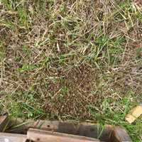 <p>Dozens of hives were killed at the Stafford bee farm.</p>
