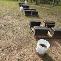 <p>Rock Hill Honey Bee Farms</p>