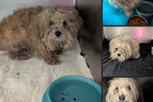 8 More Neglected Dogs Found After 11 Rescued In Somerset County: Police