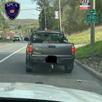Dog Tied In Pickup Truck Bed Prompts Traffic Stop In Hudson Valley: SPCA