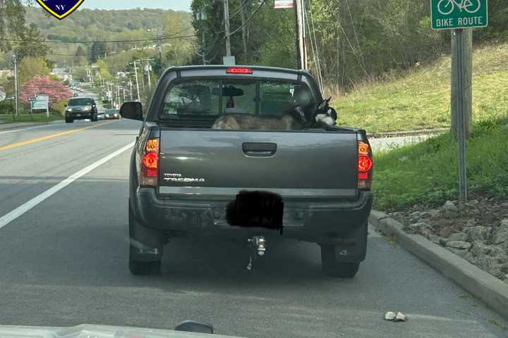Dog Tied In Pickup Truck Bed Prompts Traffic Stop In Carmel: SPCA