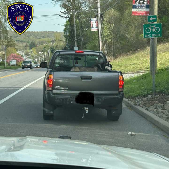 Husky leashed in the back of a pickup truck on Route 6 in Carmel