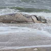 Dead Whale Washes Up In Long Beach: Marine Mammal Stranding Center