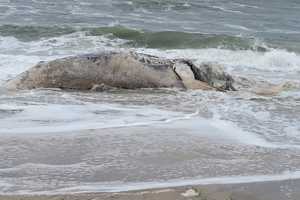 Dead Whale Washes Up In Long Beach: Marine Mammal Stranding Center