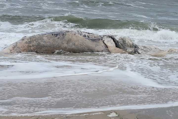 Dead Whale Washes Up In Long Beach: Marine Mammal Stranding Center