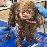 100+ Dogs Saved From NY Home Begin Healing After Years Trapped In 'Unimaginable Filth'