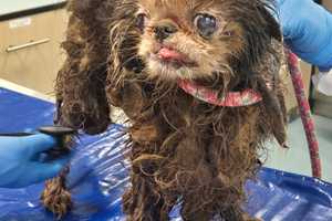 100+ Dogs Rescued From Home Begin Healing After Years Trapped In 'Unimaginable Filth'