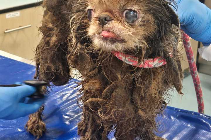 100+ Dogs Rescued From Home Begin Healing After Years Trapped In 'Unimaginable Filth'