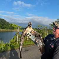 Lightning Strike Kills Osprey In Rye, Injures Another