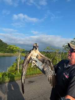 Lightning Strike Kills Osprey In Rye, Injures Another