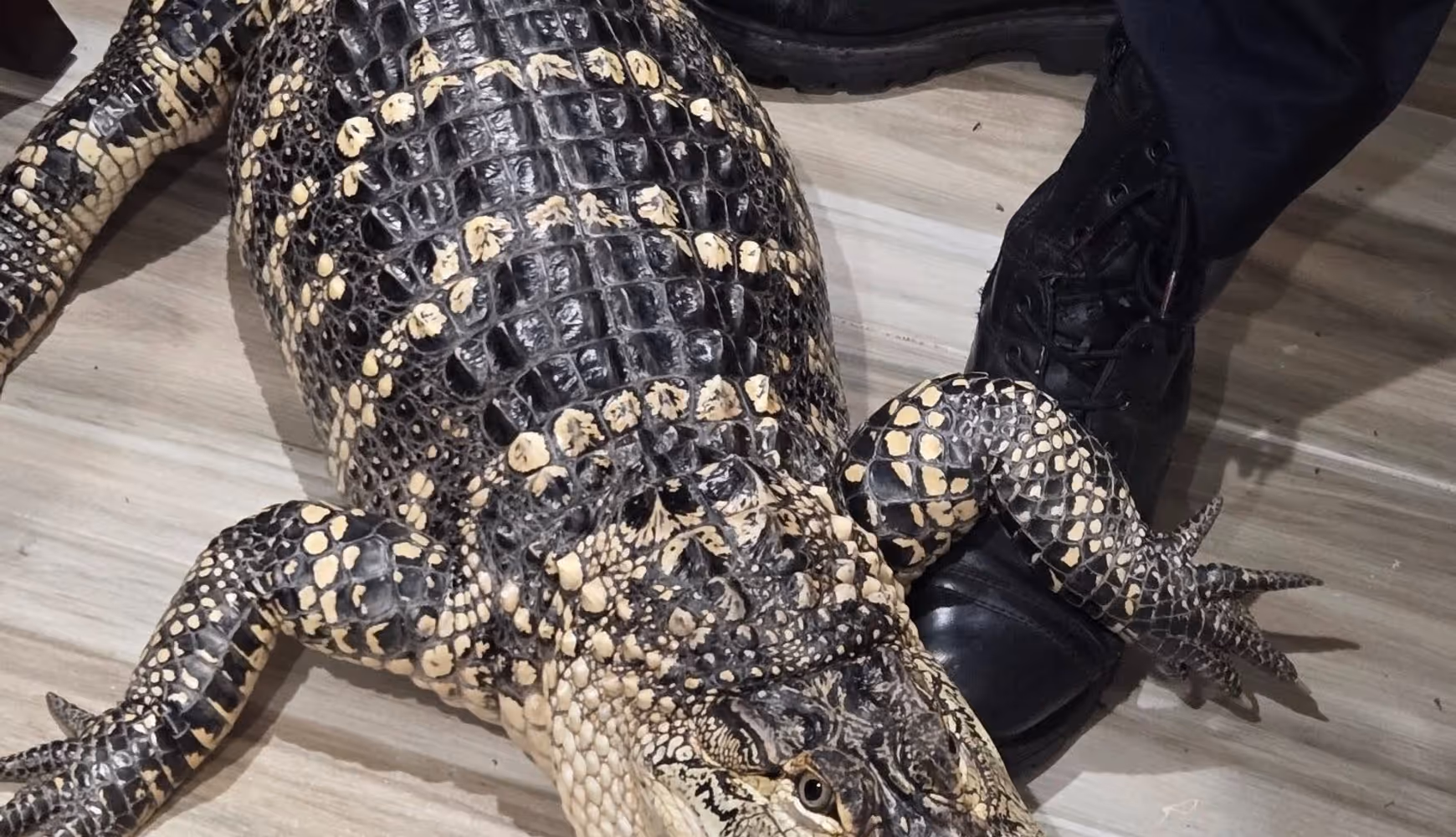 The alligator was rescued by members of the Harford County Sheriff's Office.
 
The alligator was rescued by members of the Harford County Sheriff's Office.