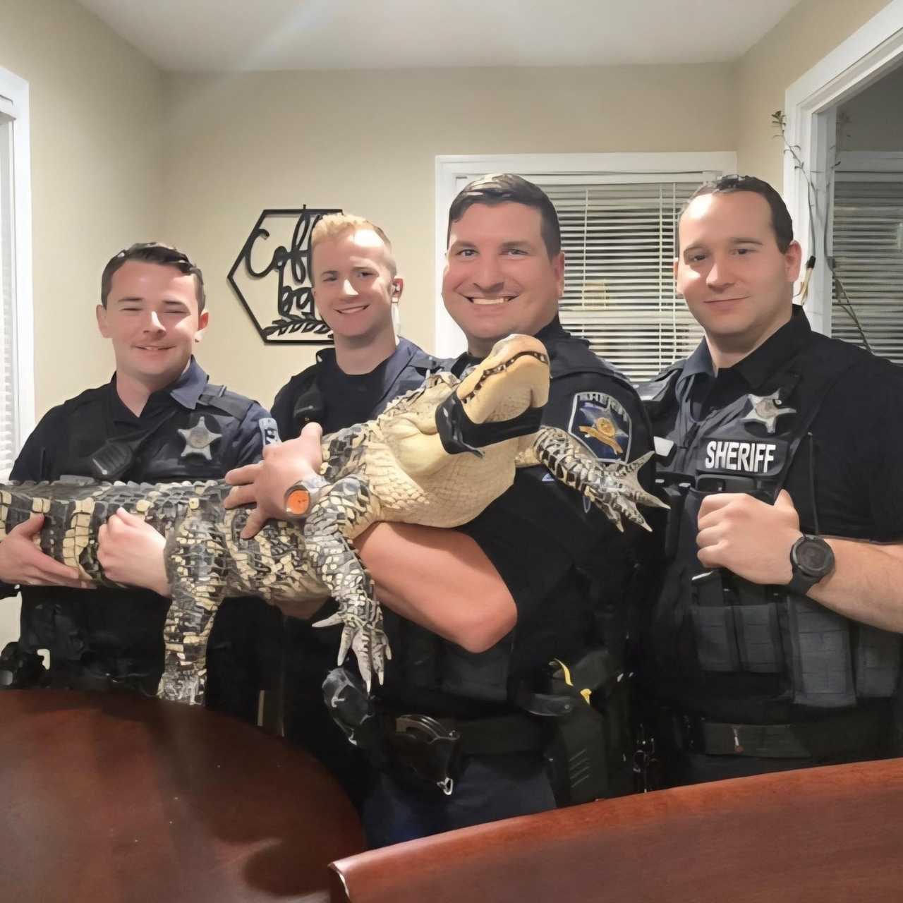 The alligator was rescued by members of the Harford County Sheriff's Office. The alligator was rescued by members of the Harford County Sheriff's Office.