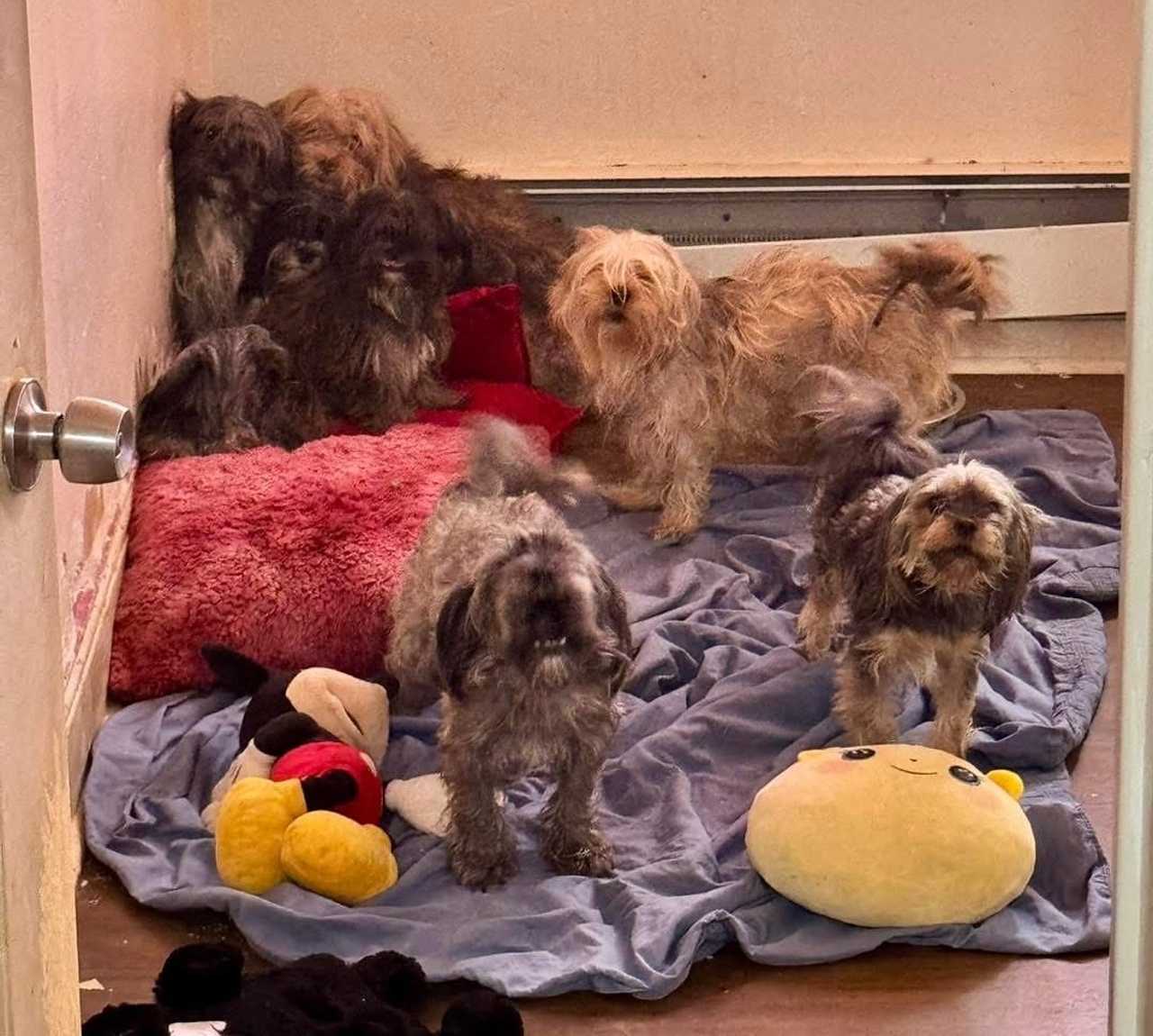Thirteen small dogs were rescued from what animal rescuers described as “filthy, roach-infested” conditions inside a New Jersey apartment.