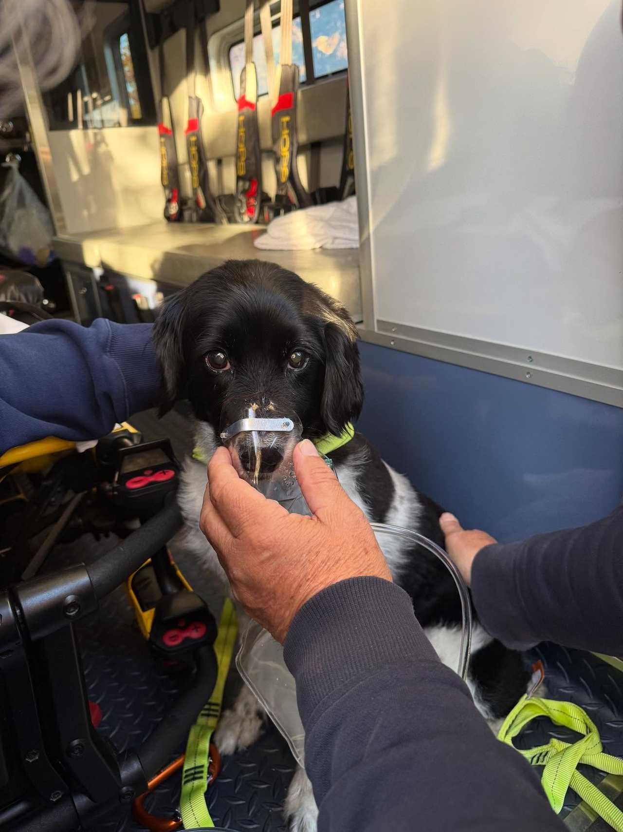 A dog was rescued following a fire in East Hanover. A dog was rescued following a fire in East Hanover.