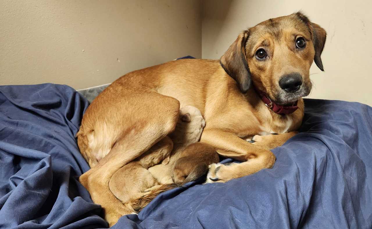 The puppies found in Fauquier County have been reunited with their mother. The puppies found in Fauquier County have been reunited with their mother.