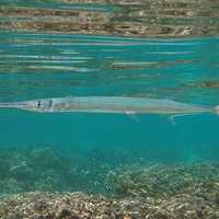Swimmer Injured In Possible Needlefish Encounter At NJ Shore, Police Say
