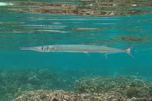 Swimmer Injured In Possible Needlefish Encounter At NJ Shore, Police Say