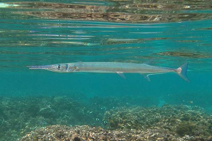Swimmer Injured In Possible Needlefish Encounter At NJ Shore, Police Say