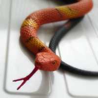 Rubber Snake Inside Package Prompts Police Response In Armonk