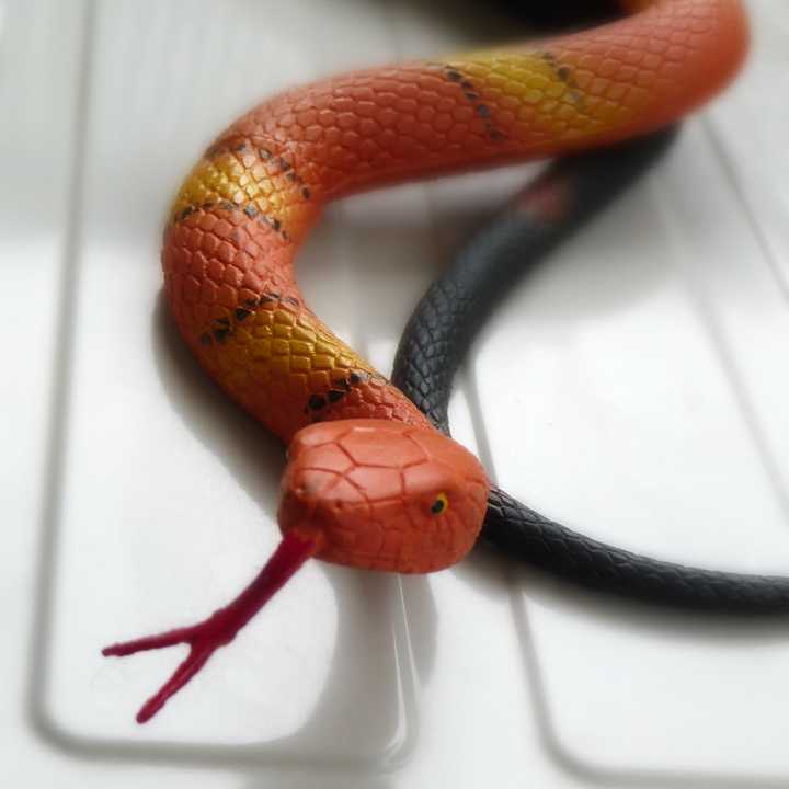 A rubber snake toy. 