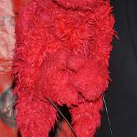<p>Elmo</p>