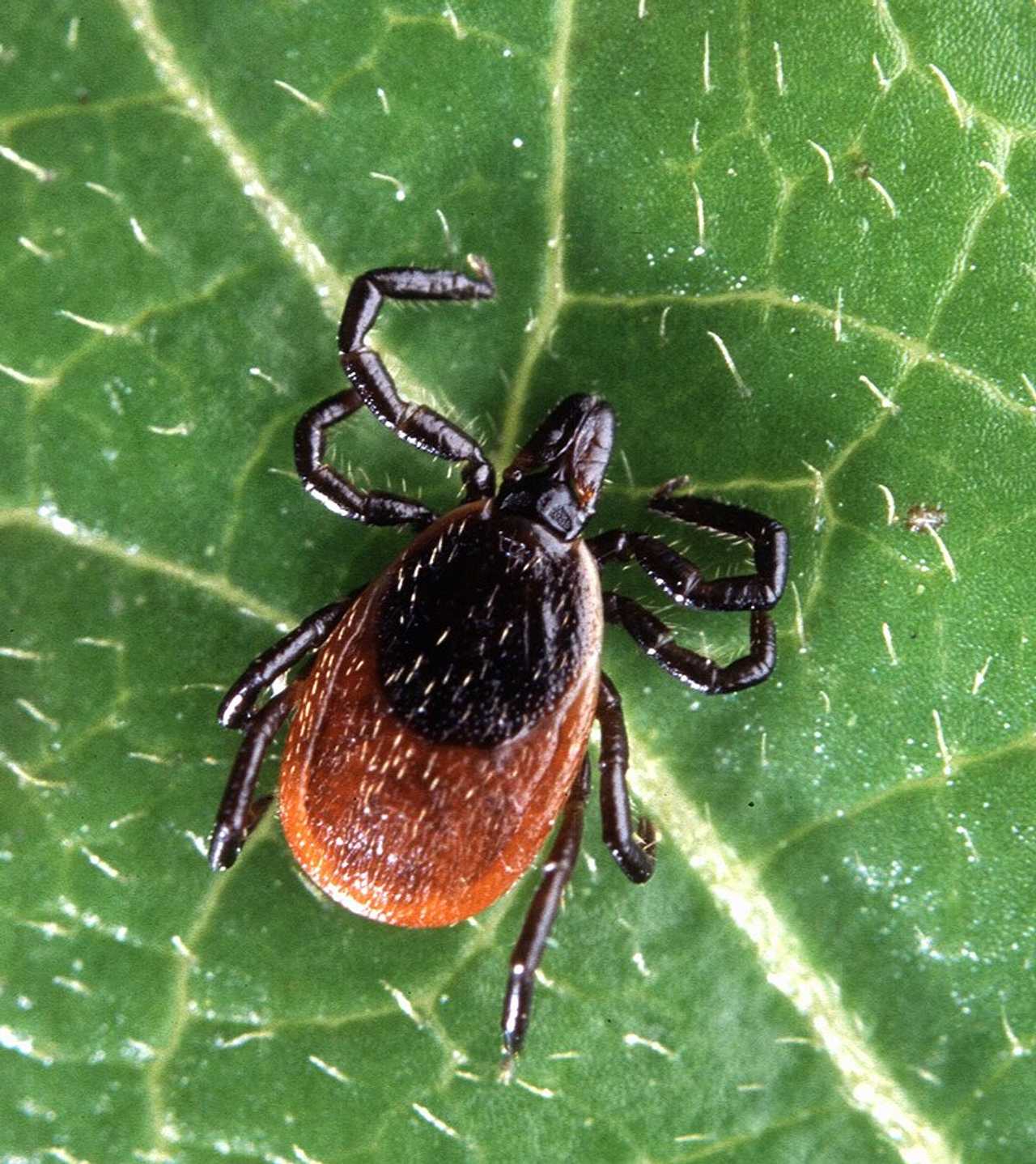 ‘Lyme Disease Is Everywhere In NJ,’ Health Officials Warn Amid Tick Surge