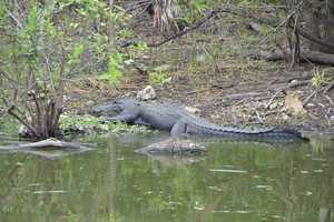 Woman Killed In Alligator Attack While Swimming In Florida