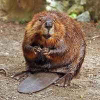 Man Attacked By Beaver: Raritan Township PD