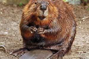 Webster Residents Outraged After Officer Shoots, Kills Beaver; Police Believe It Was Rabid