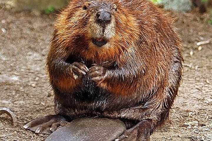 Central Mass Residents Outraged After Officer Shoots, Kills Beaver; Police Believe It Was Rabid